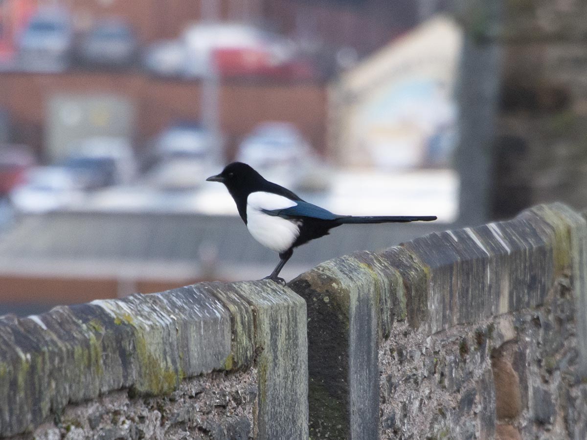 auf Mauer